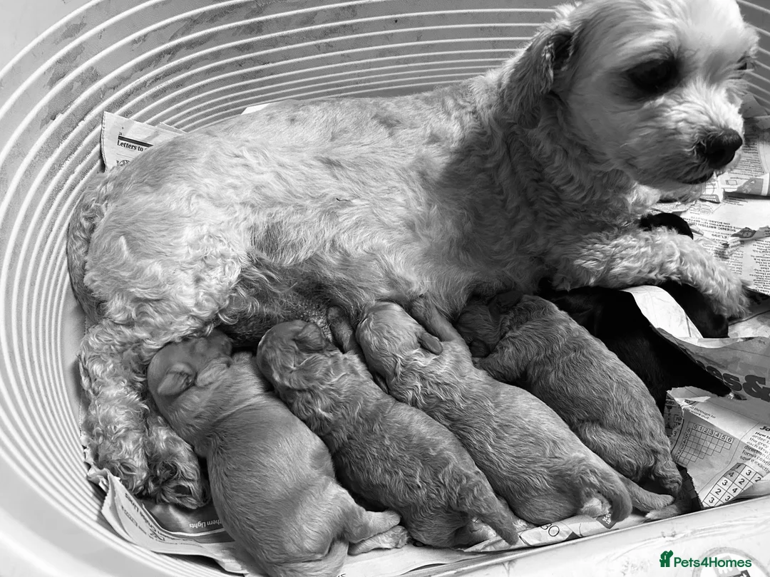 Shihpoo dogs for sale: Beautiful F1 Shihpoo puppies - Advert 2