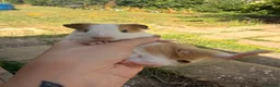 Guinea Pig rodents for sale: Baby guinea pigs  - Advert 14