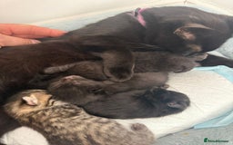 British Shorthair cats for sale: Last Kitten Remaining - Image 6