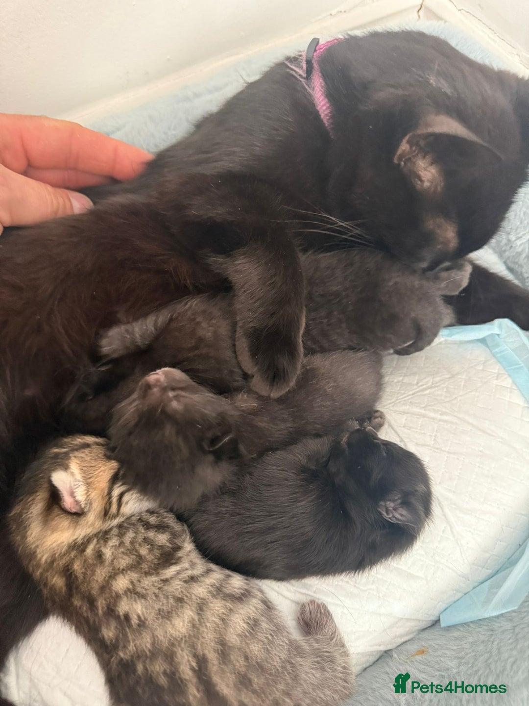British Shorthair cats for sale: Last Kitten Remaining - Image 6