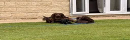 Sprocker dogs for sale: F2 Sprocker Spaniel Puppies - Advert 2