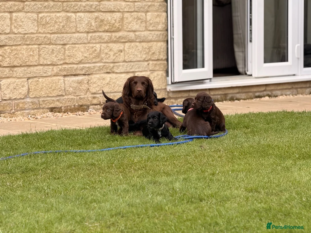 Sprocker dogs for sale: F2 Sprocker Spaniel Puppies - Advert 2