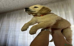 Golden Retriever dogs for sale: Golden Retriever puppies - Last Girls - Image 11