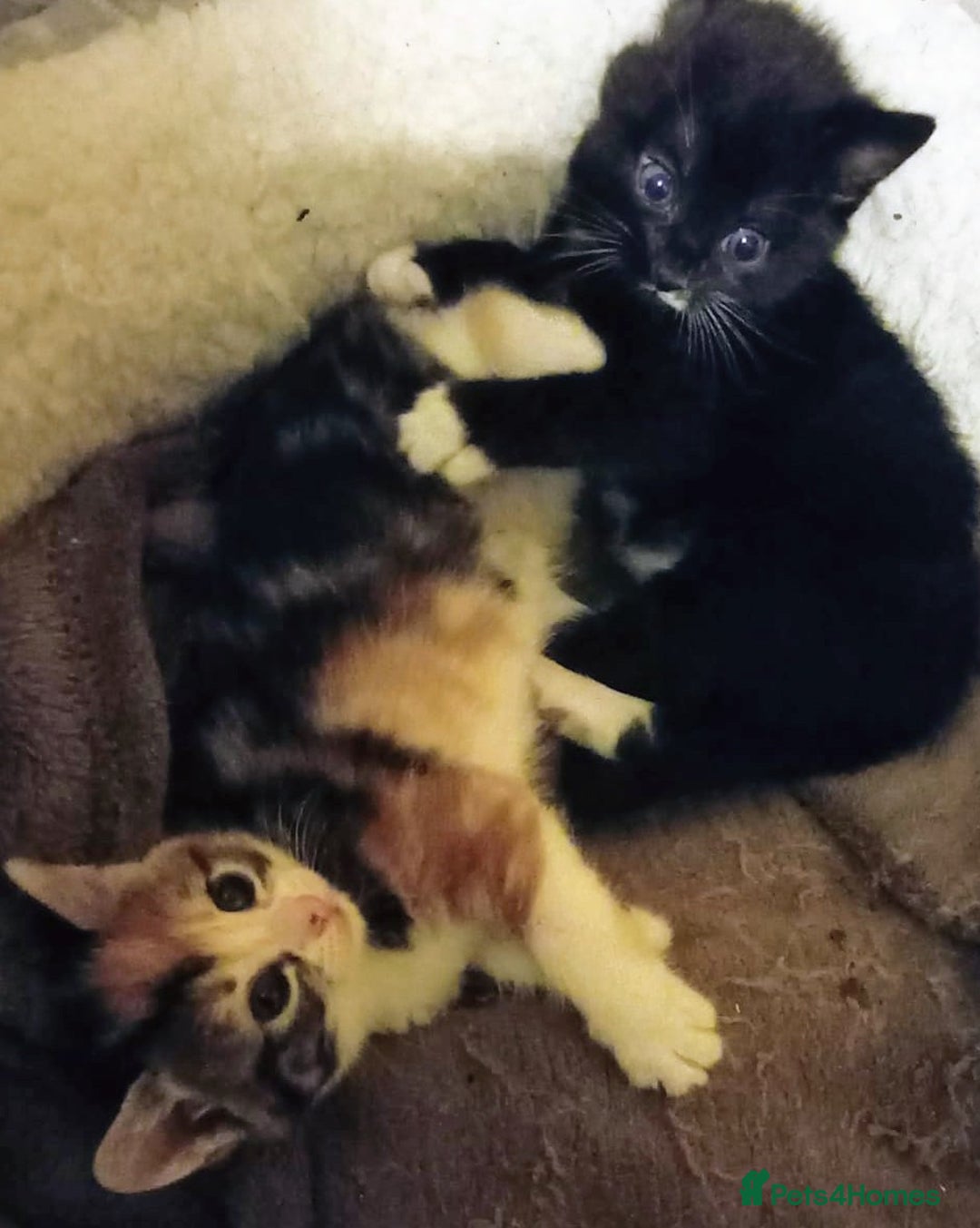 Mixed Breed cats for sale: 3 beautiful kittens  - Advert 3