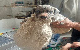 Whippet dogs for sale: Fawn Bedlington Whippet puppy - Image 8