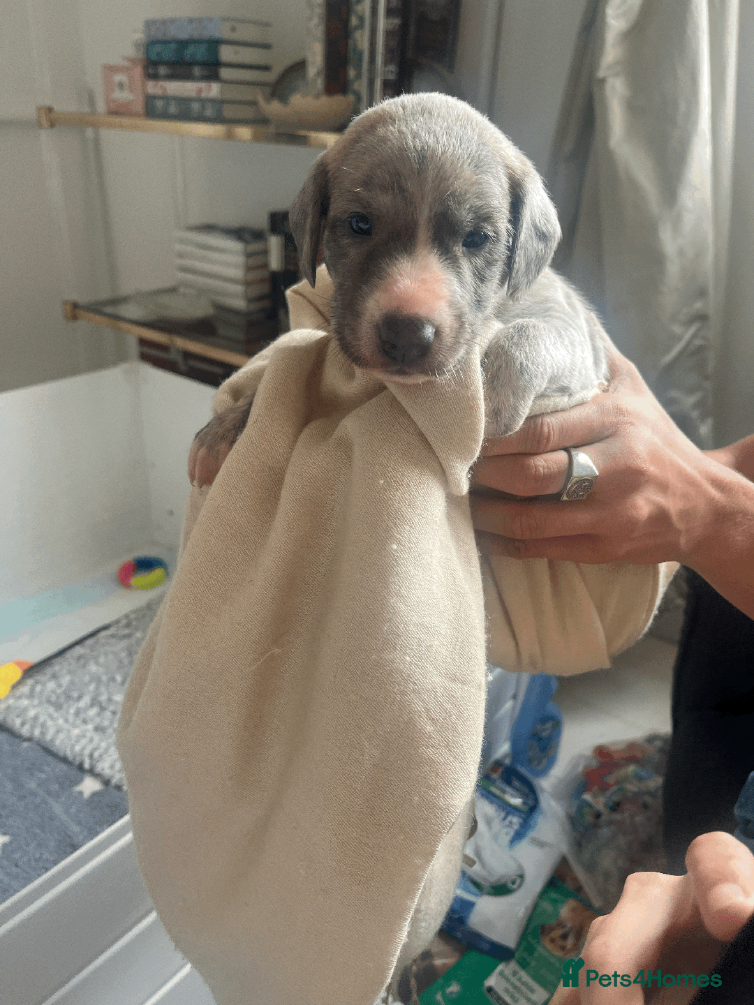 Whippet dogs for sale: Fawn Bedlington Whippet puppy - Image 8
