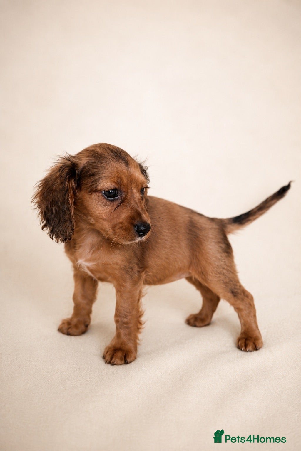 Mixed Breed dogs Cavacockpoos ready to leave now!  - Advert 2