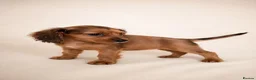 Mixed Breed dogs for sale: Cavacockpoos ready to leave now!  - Advert 1