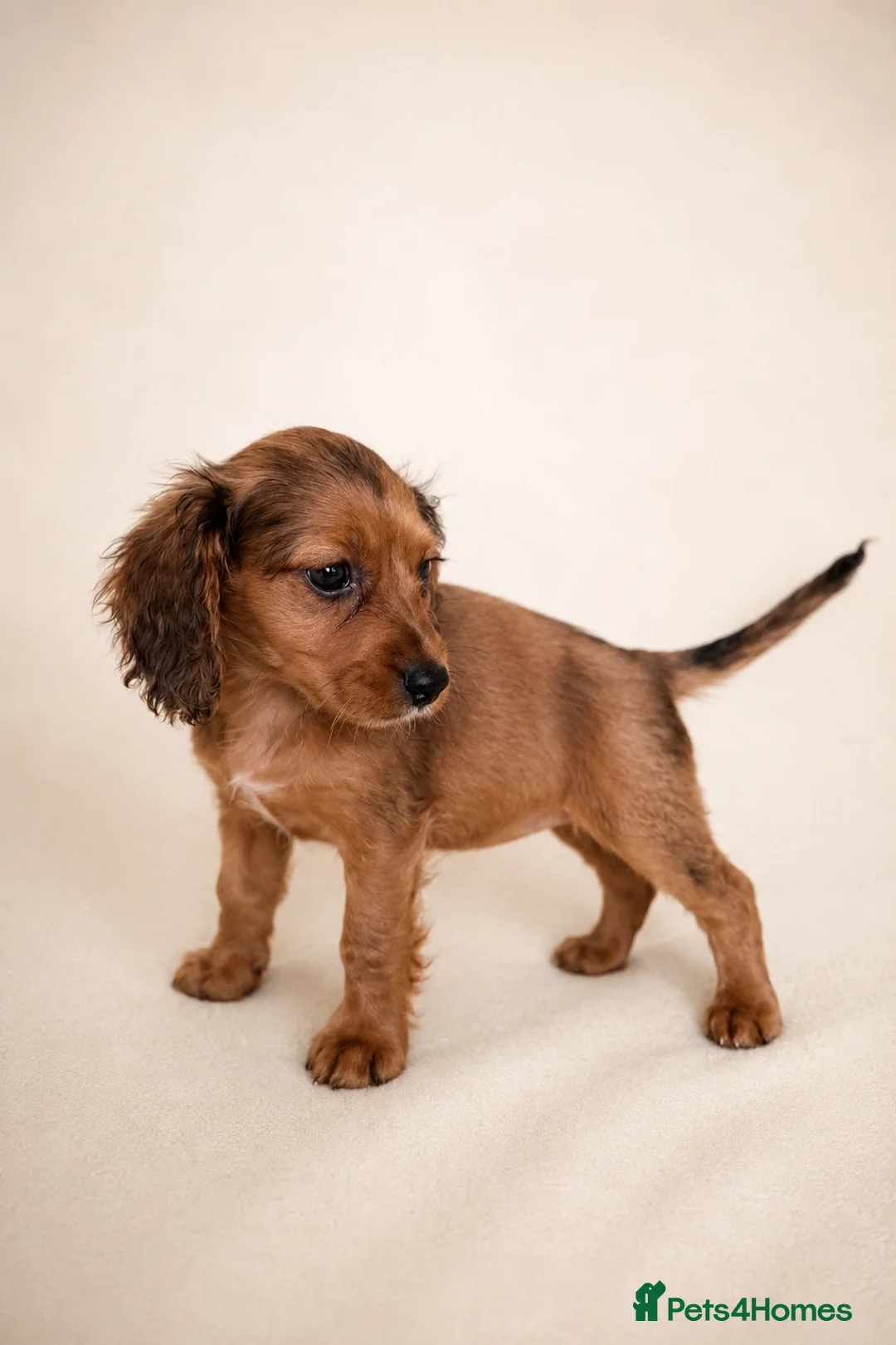 Mixed Breed dogs for sale: Cavacockpoos ready to leave now!  - Advert 1