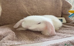 Mini Lop rabbits for sale: Friendly mini lop babies ready 14 August - Image 8