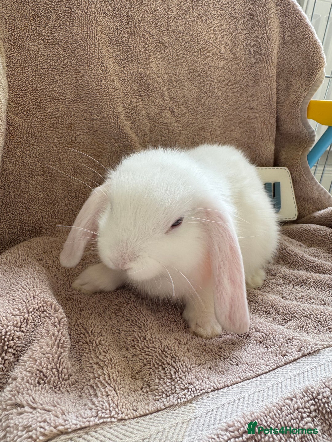 Mini Lop rabbits for sale: Friendly mini lop babies ready 14 August - Image 8