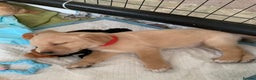 Goldador dogs for sale:  3 Very cute goldador female puppies  - Advert 12