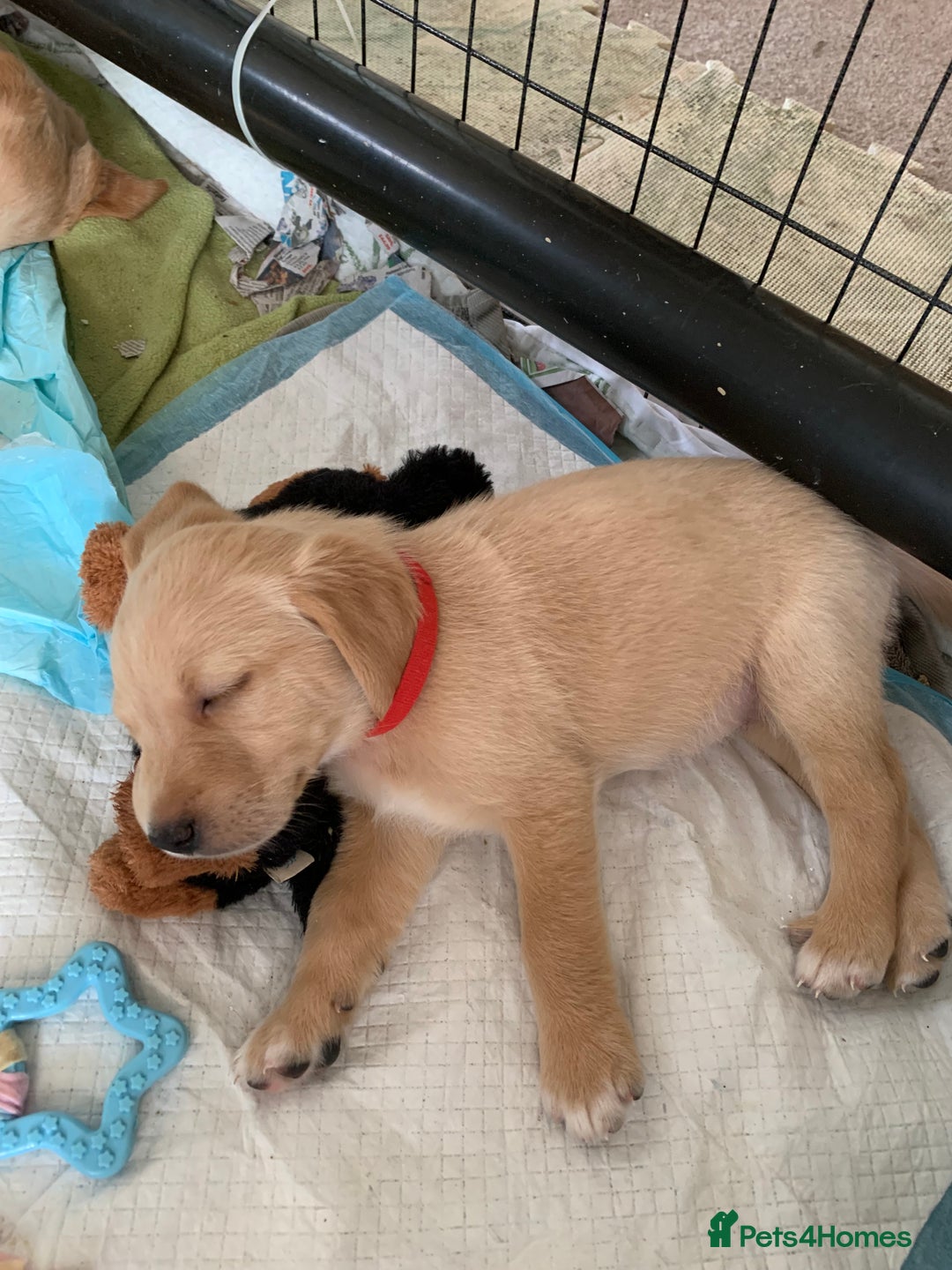 Goldador dogs for sale:  3 Very cute goldador female puppies  - Advert 12