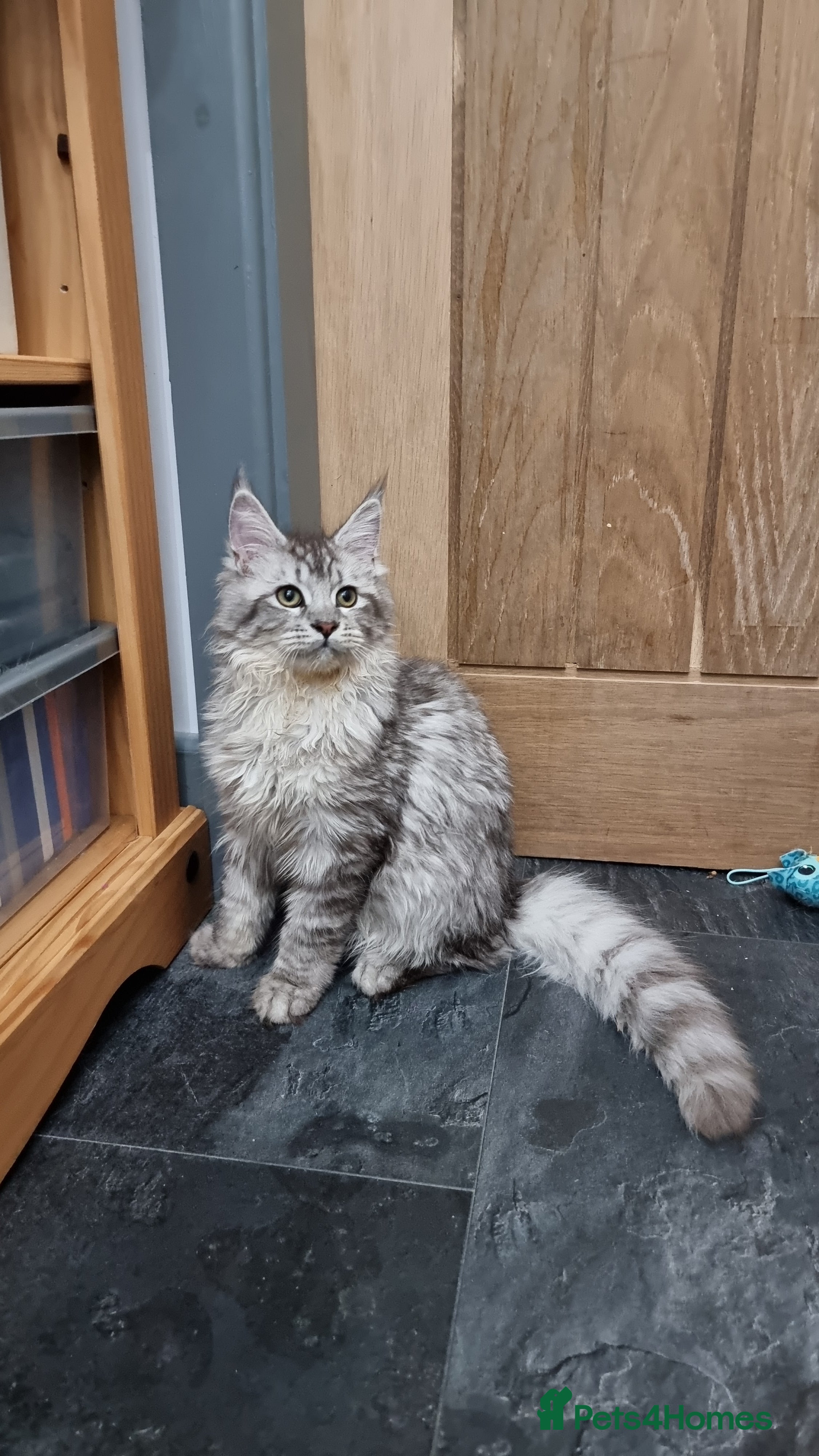 Maine Coon cats GCCF registered Pedigree Maine Coon Kittens - Advert 2