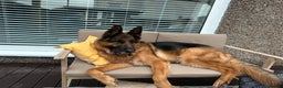 German Shepherd dogs for sale: German Shepherd - Advert 2