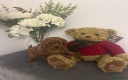 Cavapoo dogs for sale: outstanding Cavapoo’s, with heart tested parents - Advert 8