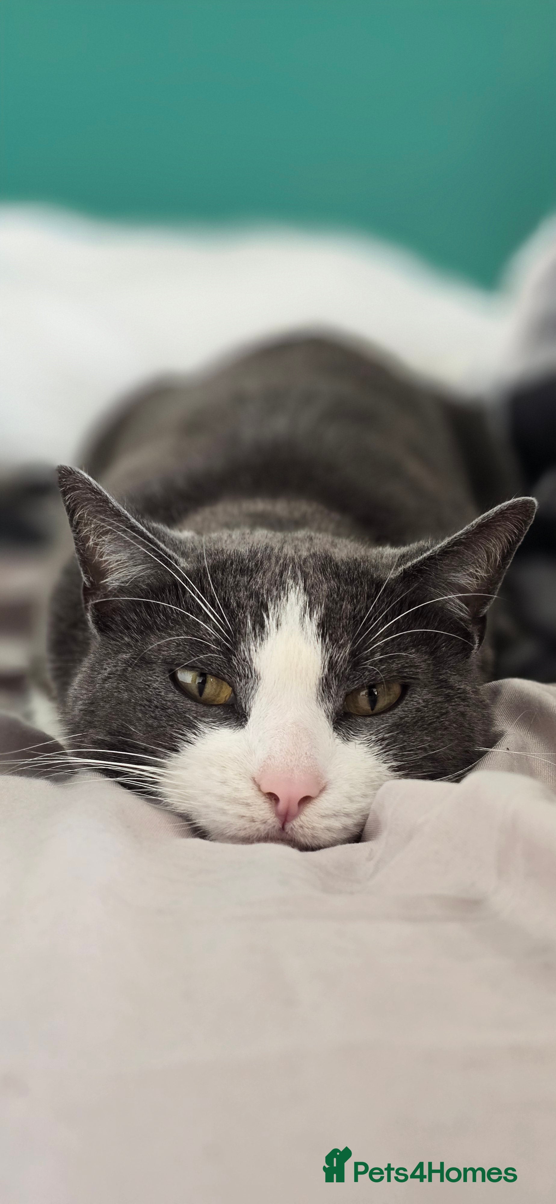 Mixed Breed cats Juno 7 years old - Advert 1