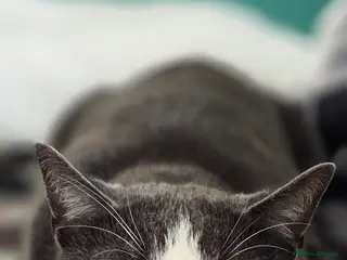 Mixed Breed cats Juno 7 years old - Advert 1