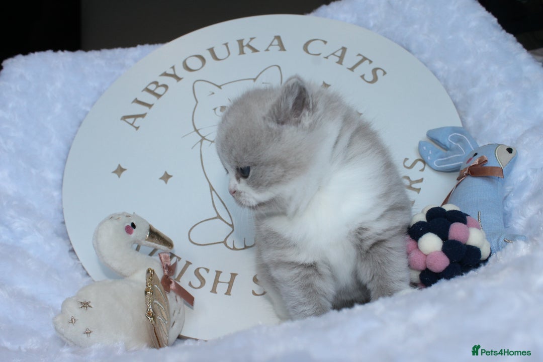 British Shorthair cats for sale: ✨ Gccf Champion Parents. Lilac bi colour male ✨ - Advert 6