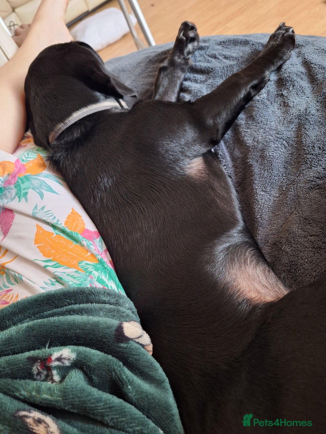 Mixed Breed dogs for sale: Teddy 8 Month Old Dachshund Cross Labrador - Image 7