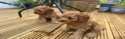 Cavapoo dogs for sale: Dog Trainer’s Cavapoo fur babies   - Advert 15