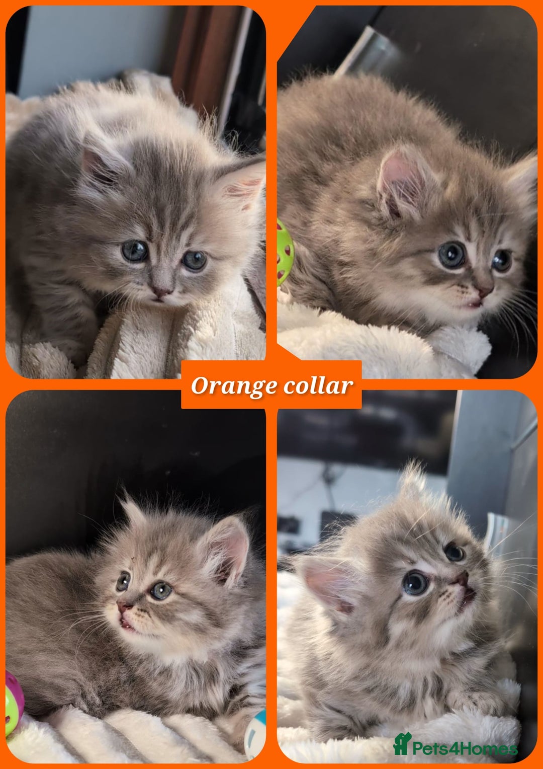 British Longhair cats for sale: 💖💙 BSH and BLH ● TICA & GCCF reg ●  - Advert 11