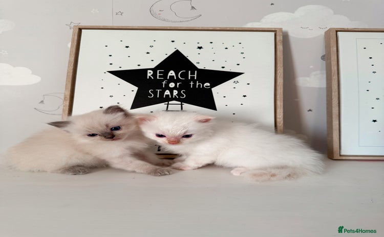 Ragdoll cats - Advert 4