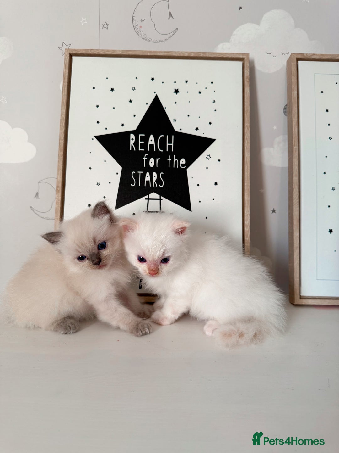 Ragdoll cats for sale: Purebred Ragdoll Kittens - Image 1