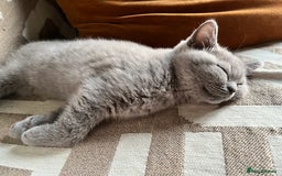 British Shorthair cats for sale: Kind Souls Fluffy Coats British Shorthair Kittens - Image 28