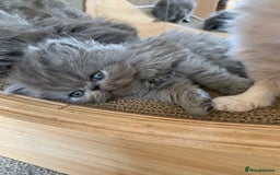 Persian cats for sale: *5 Generations Pedigree Persian Kittens - Image 5