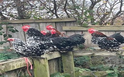 Ducks poultry for sale: Pekin Ducks, Pekin/Runner Ducks and Pekin Bantams - Advert 9