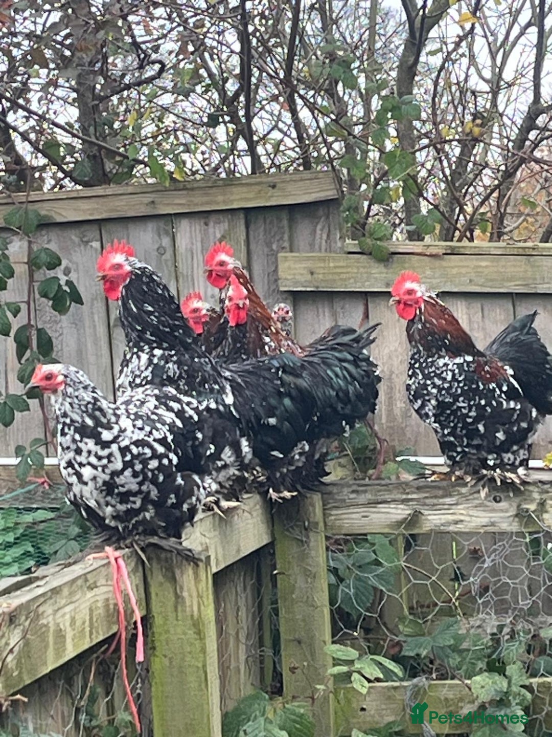 Ducks poultry for sale: Pekin Ducks, Pekin/Runner Ducks and Pekin Bantams - Advert 9