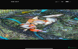 Koi Carp fish for sale: Koi/Carp/Goldfish available  - Image 3