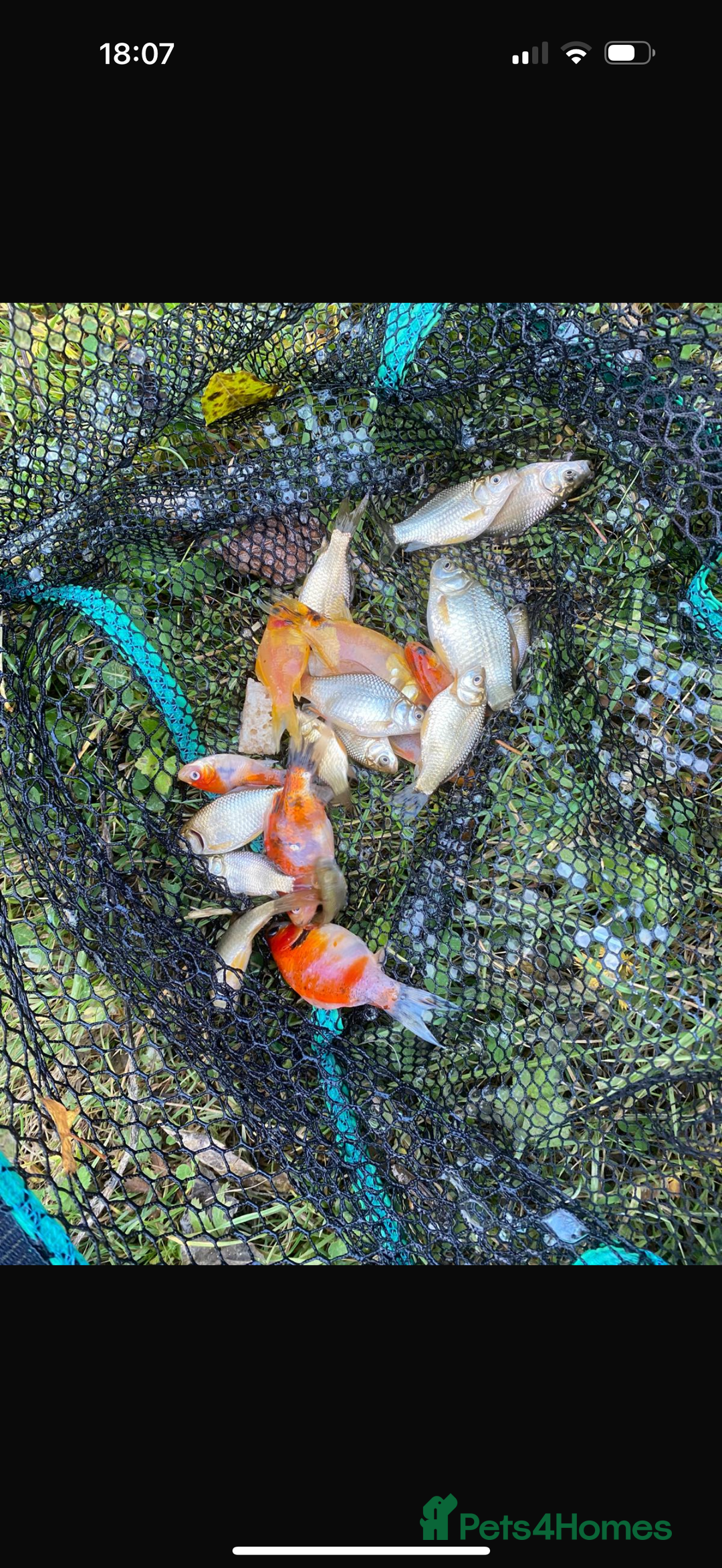 Koi Carp fish for sale: Koi/Carp/Goldfish available  - Image 3