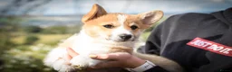 Welsh Corgi Pembroke dogs for sale:  Pembrokeshire Corgi Puppies for sale!🏡 - Advert 13