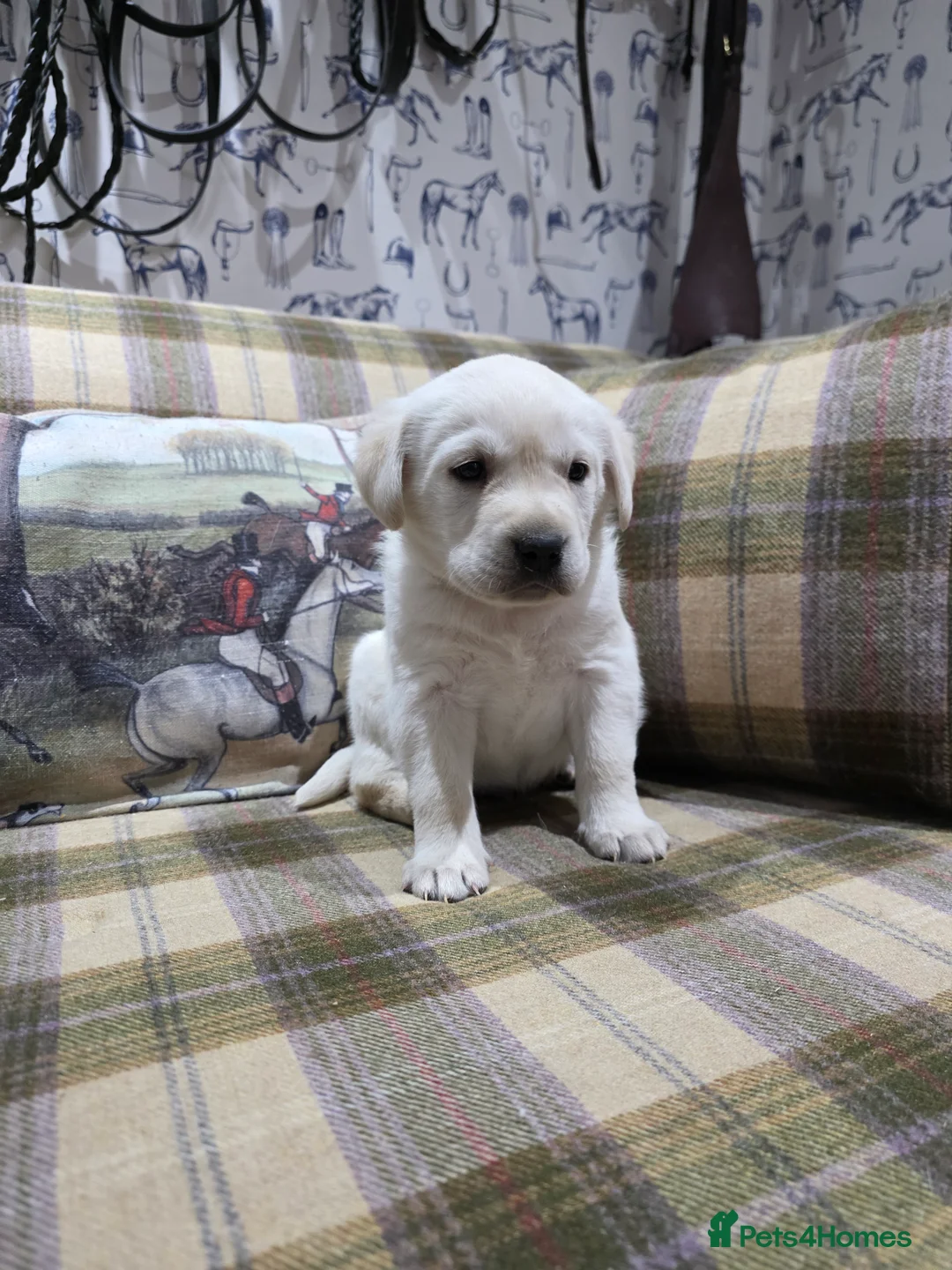 Labrador Retriever dogs for sale: Labrador puppies  - Advert 5