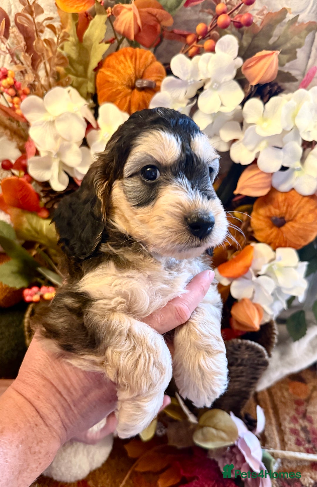 Cockapoo dogs for sale: Gorgeous cockapoo babies  - Image 2
