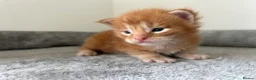 Maine Coon cats for sale: Last black torbie female available  - Advert 12