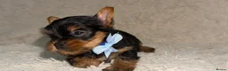 Yorkshire Terrier dogs for sale: True Mini Yorkie Puppies - Advert 13
