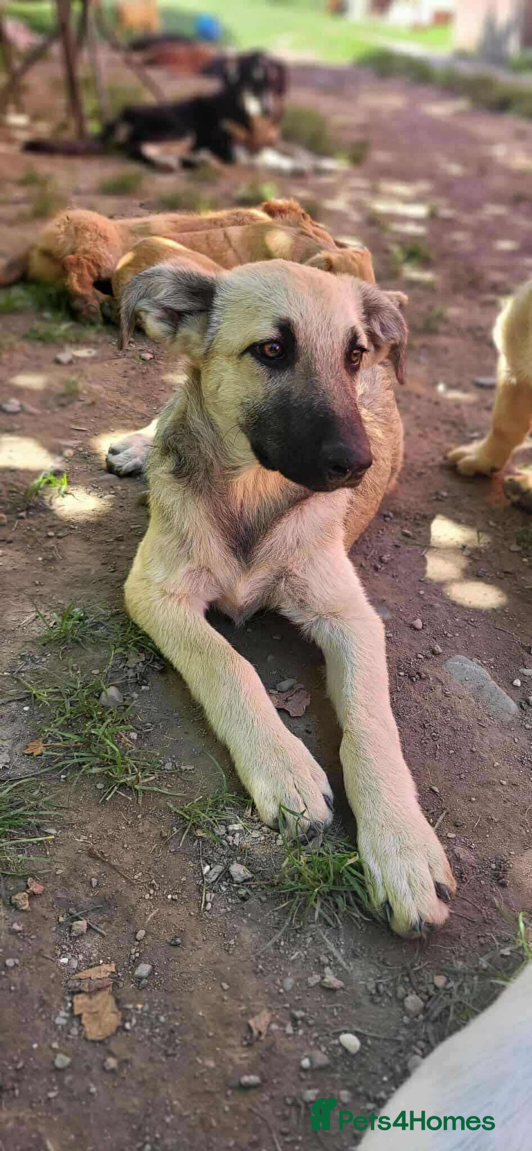 Mixed Breed dogs for adoption: MITZI-loving/ friendly / sociable / affectionate  - Image 4