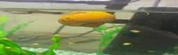 Snails fish for sale: Golden apple snails - Advert 11