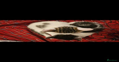 Mixed Breed cats - Advert 8