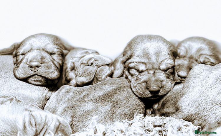 Hungarian Vizsla dogs - Advert 1
