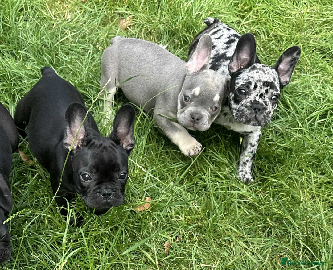 French Bulldog dogs for sale: French Bulldogs  - Image 27