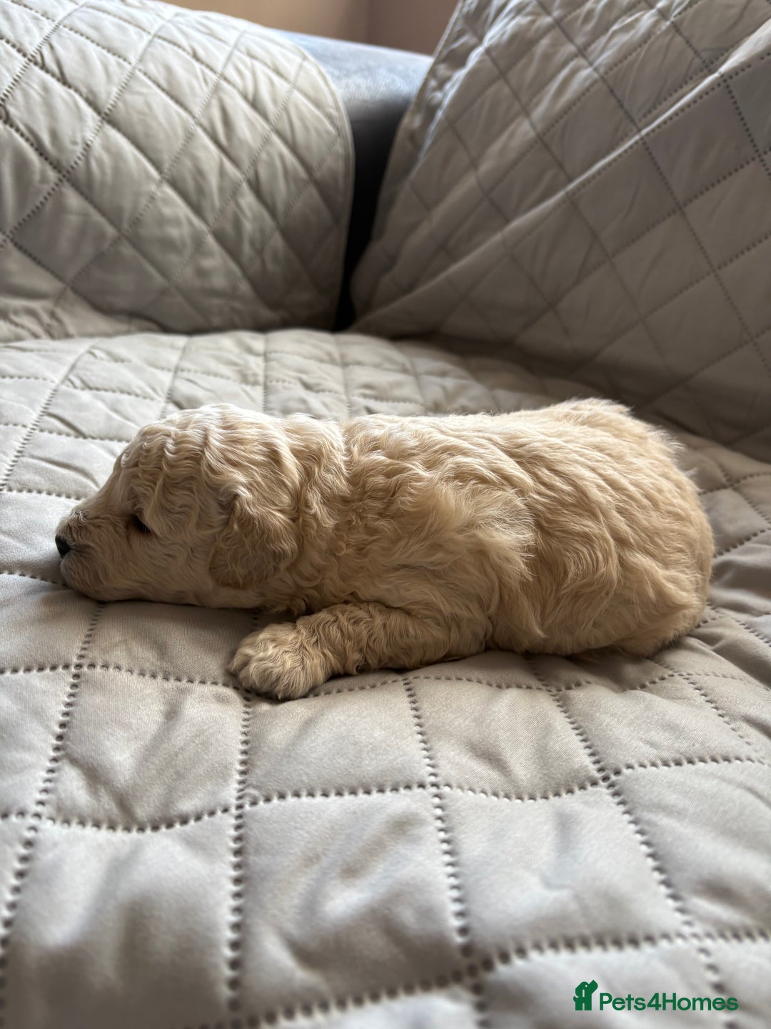 Toy Poodle dogs for sale: Toy poodle puppies for sale - Image 5