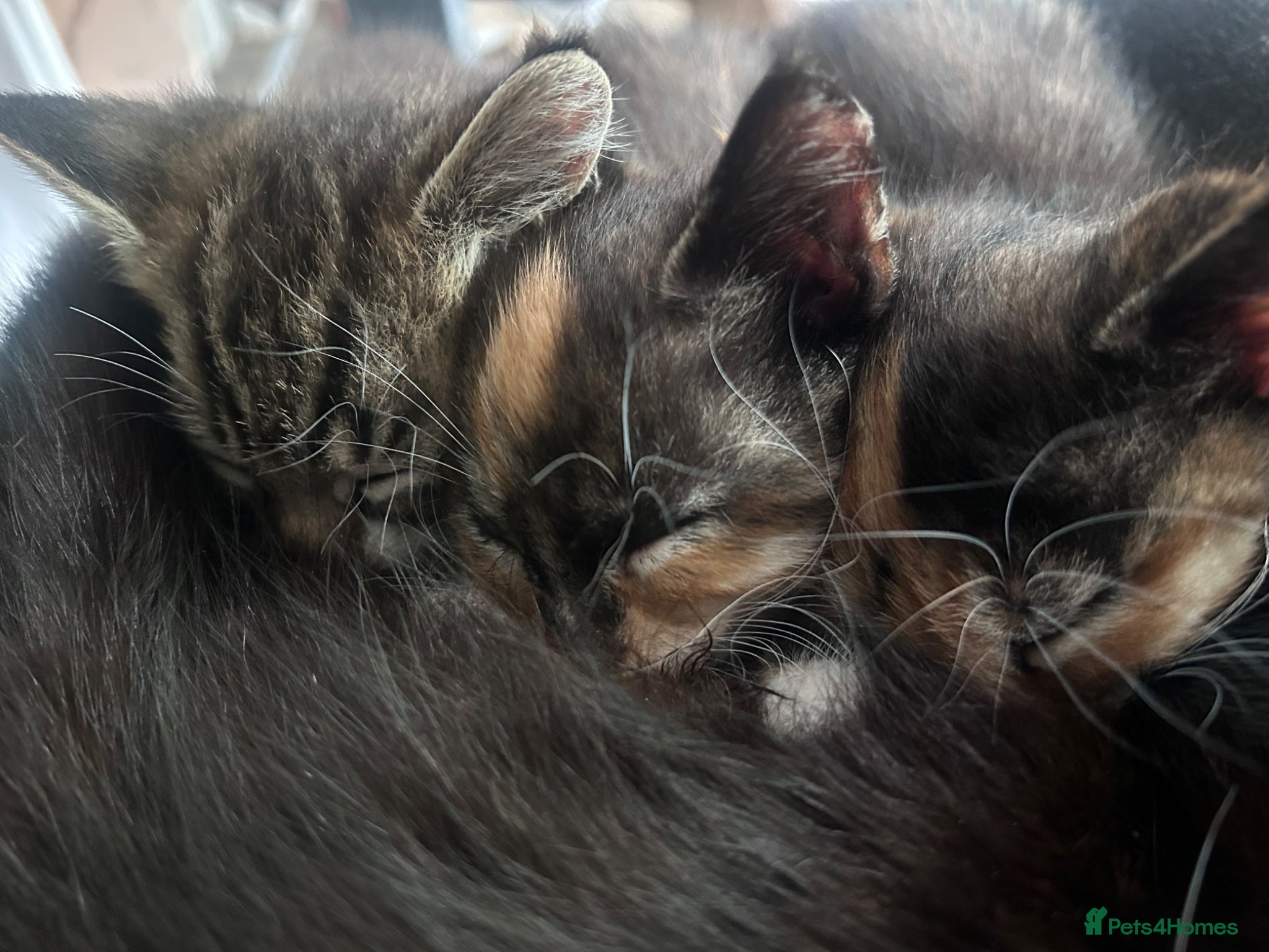 Mixed Breed cats Kittens 1/4 Maine coon.7 weeks and ready to leave. - Advert 4