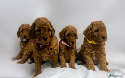 Miniature Poodle dogs for sale: MINIATURE POODLE PUPPIES.   - Advert 8