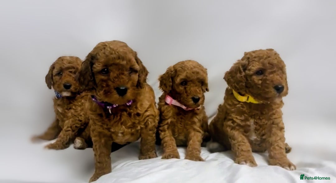 Miniature Poodle dogs for sale: MINIATURE POODLE PUPPIES.   - Advert 8