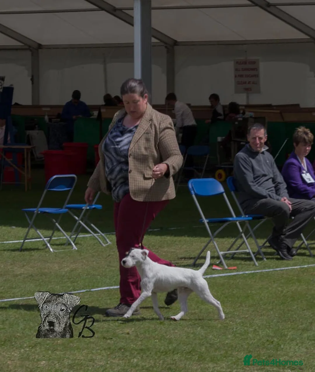 Parson Russell dogs for stud: KC and IKC Registered PRT Stud - Advert 1