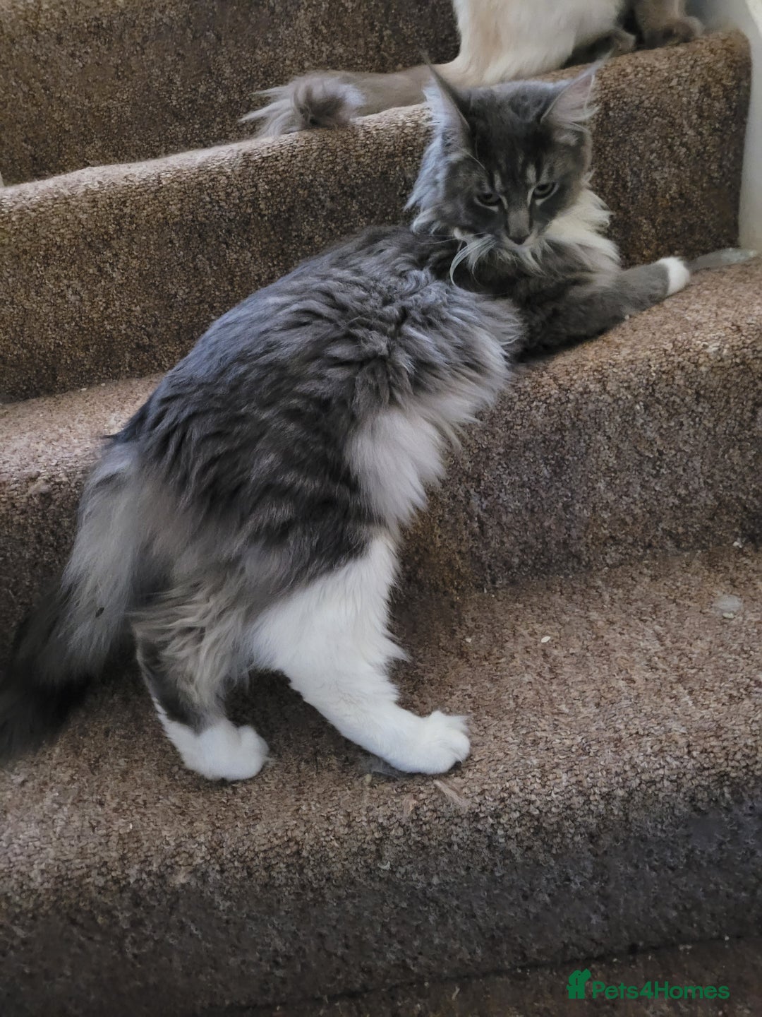 Maine Coon cats for sale: Maine coon ragdoll cross - Image 6